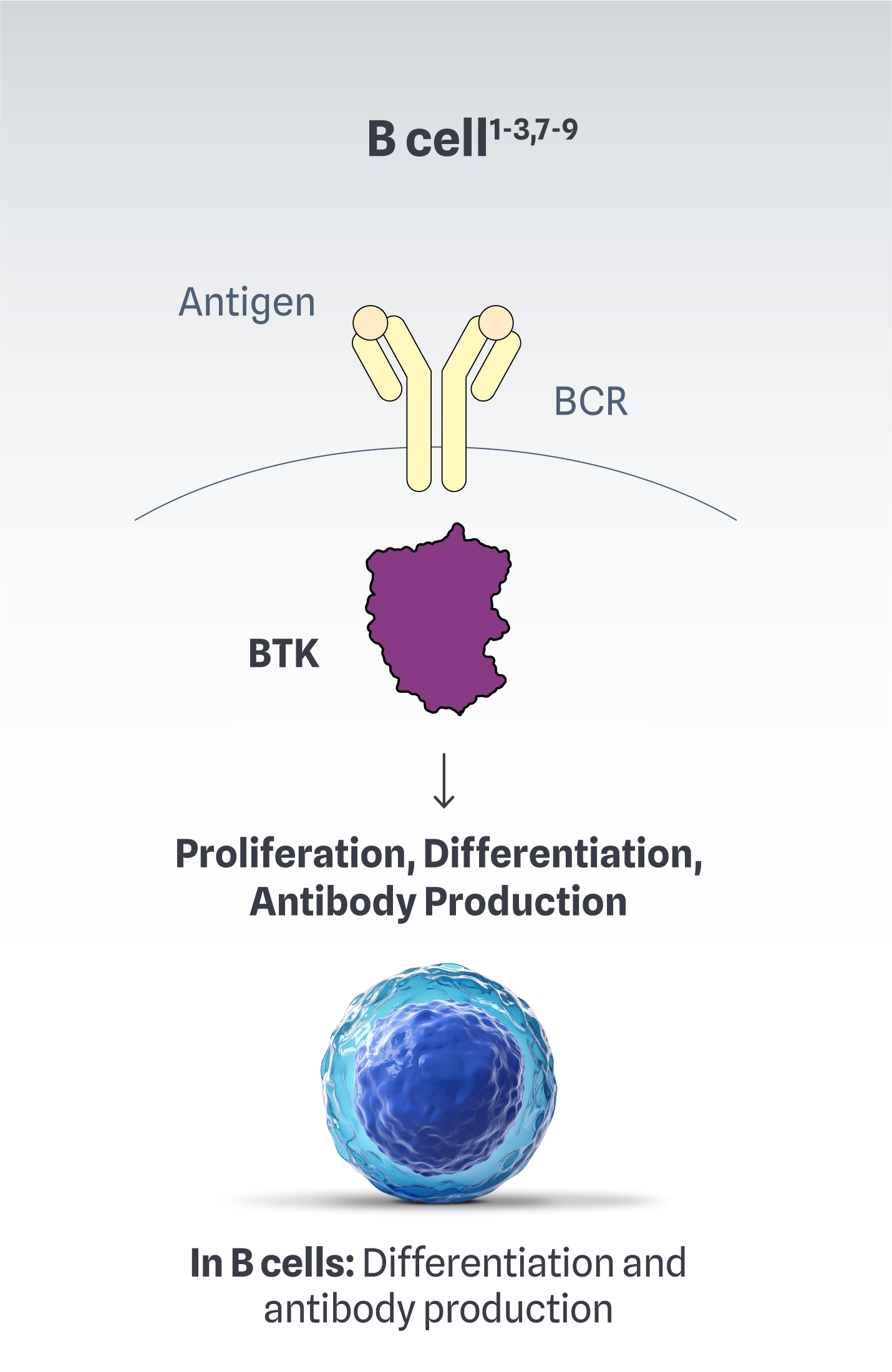 Illustration showing the role of BTK in B cell differentiation and antibody production.