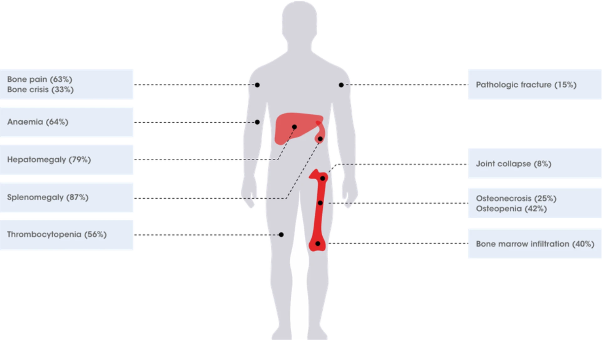 human body
