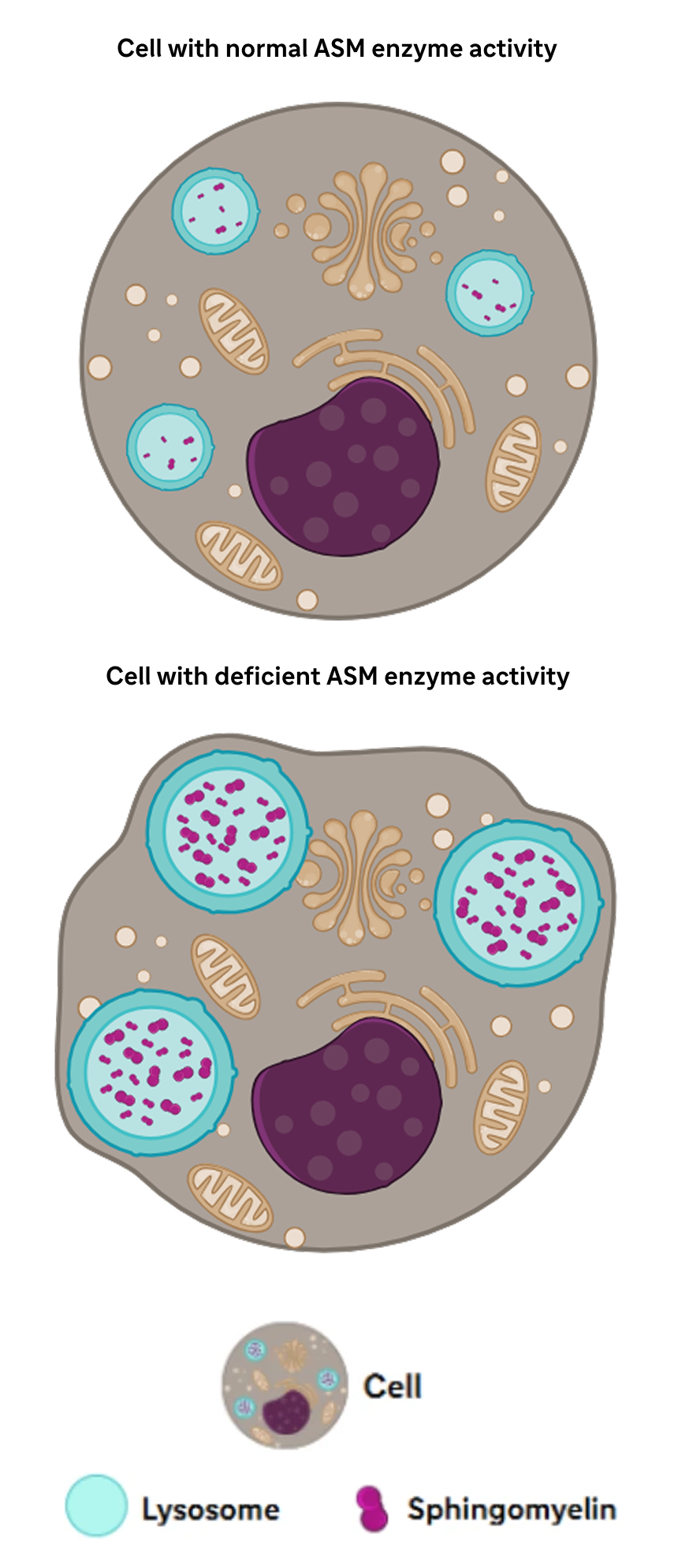 Infographic of a cell with normal ASM enzyme activity versus a cell with deficient ASM enzyme activity.