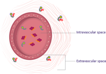 Blood vessel graphic