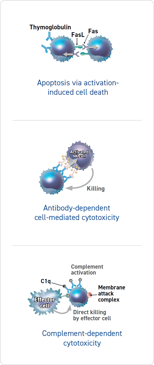 Graphic showing three immune cell killing mechanisms from left to right. On the left, a T cell labeled “Thymoglobulin” interacts with another via FasL and Fas, causing apoptosis via activation-induced cell death. In the center, an activated NK cell kills a target coated with antibodies in antibody-dependent cell-mediated cytotoxicity. On the right, antibodies on a target activate C1q and the complement system, while an effector cell directly kills the target, labeled complement-dependent cytotoxicity.