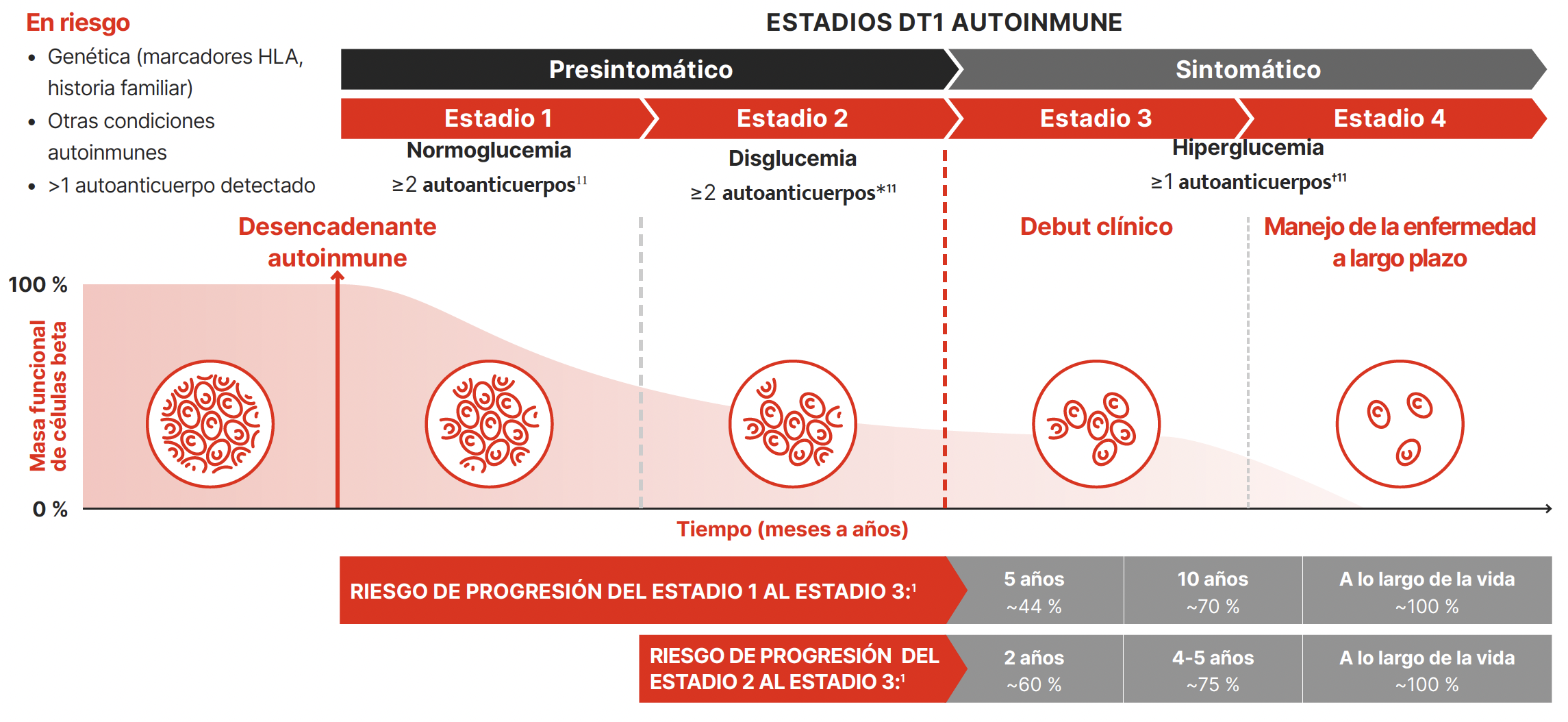 estadios de la dt1 autoinmune