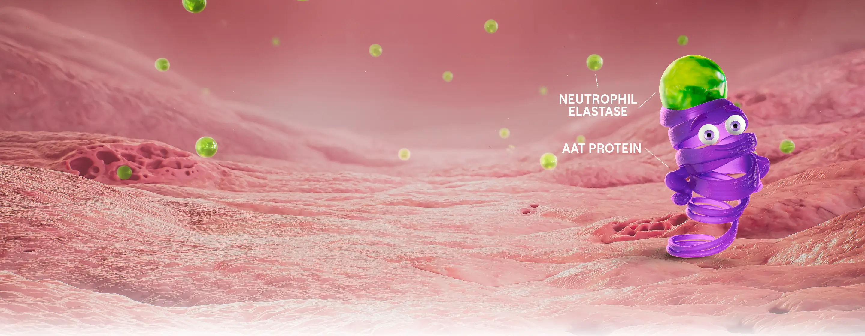 Illustrated AAT protein in lung tissue environment