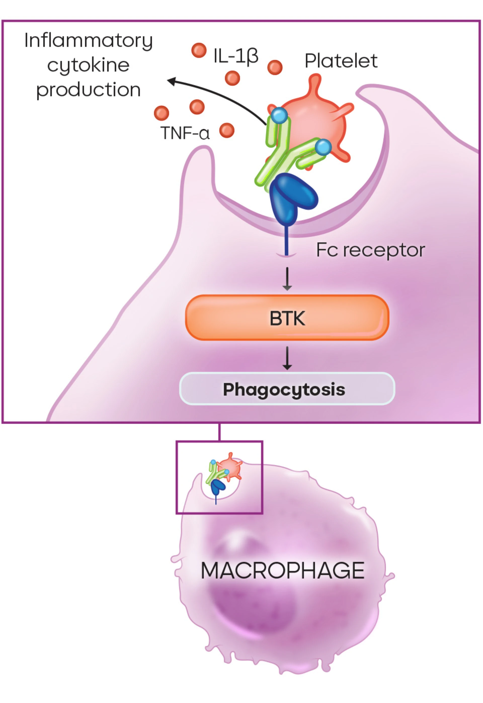 Darstellung der Bruton-Tyrosinkinase in  Makrophagen als Teil der ITP Ursachen
