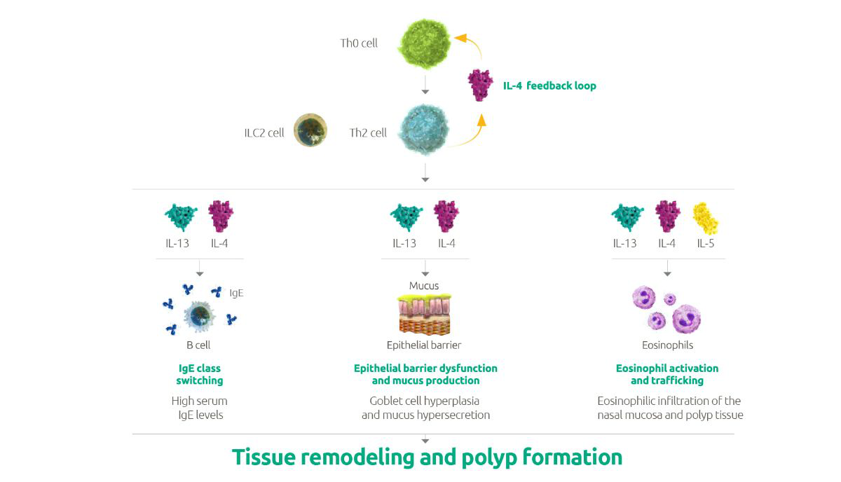 tissue 20remodeling