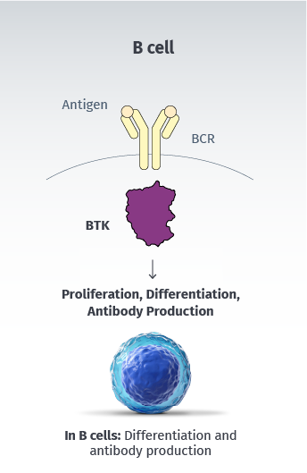 BTK plays a role in B cell differentiation and antibody production.