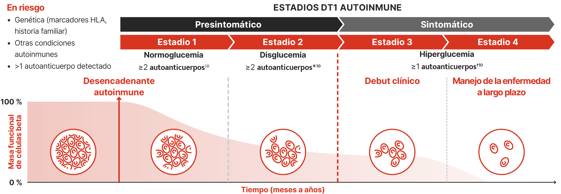 distintos estadios- dt1 autoinmune