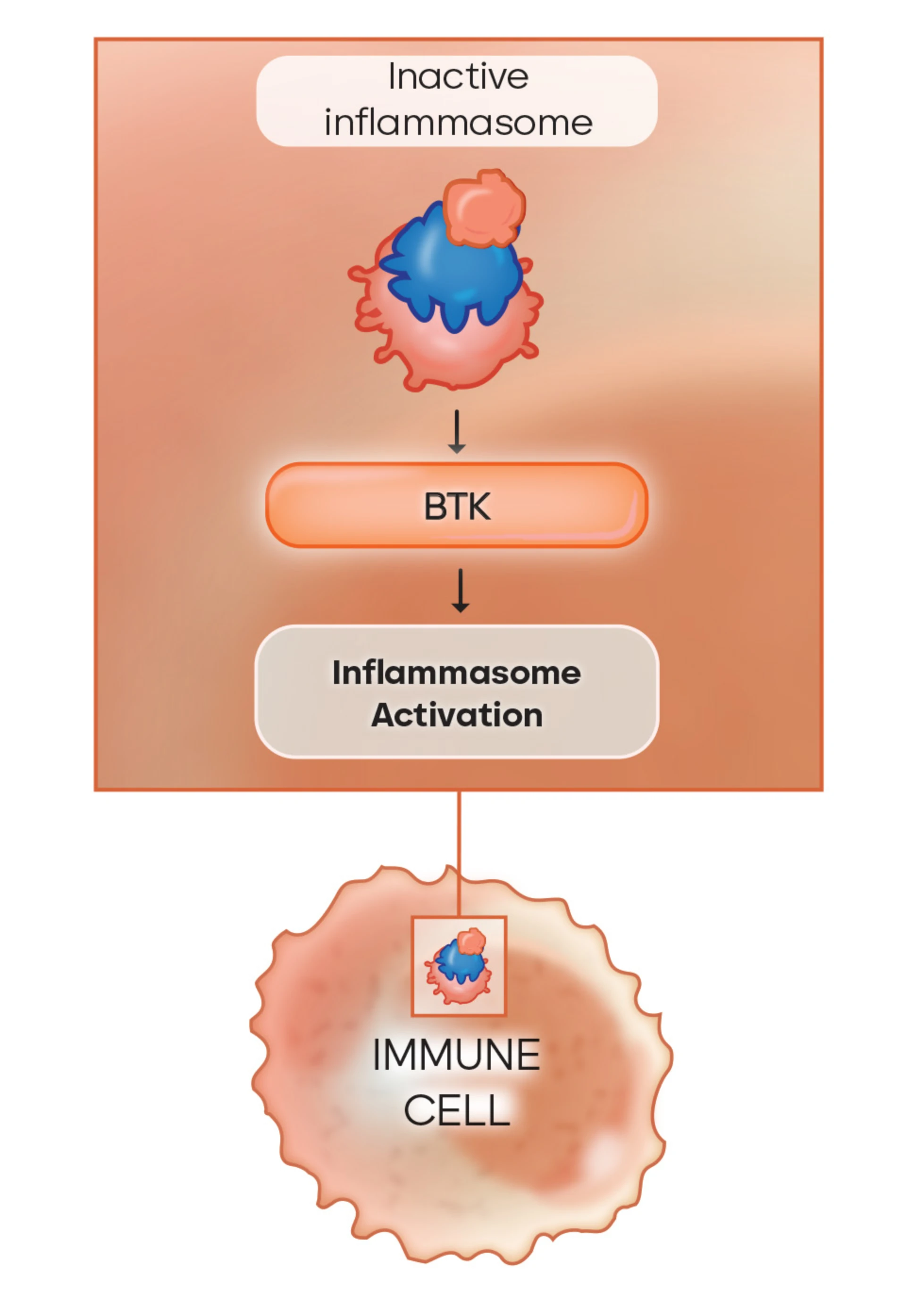 Darstellung der Bruton-Tyrosinkinase in Immunzellen als Teil der ITP Ursachen