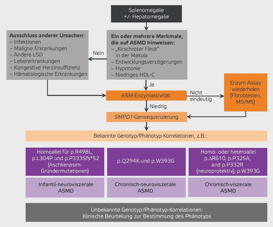 Flussdiagramm zur Diagnose von ASMD im Kindesalter