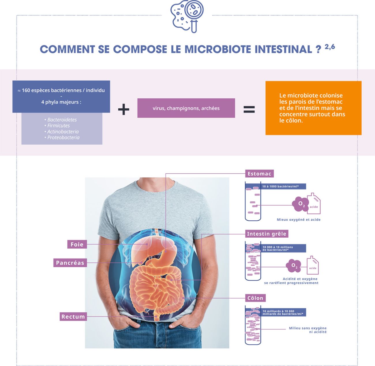 Schéma de répartition du microbiote intestinal entre l'estomac, l'intestin et le côlon