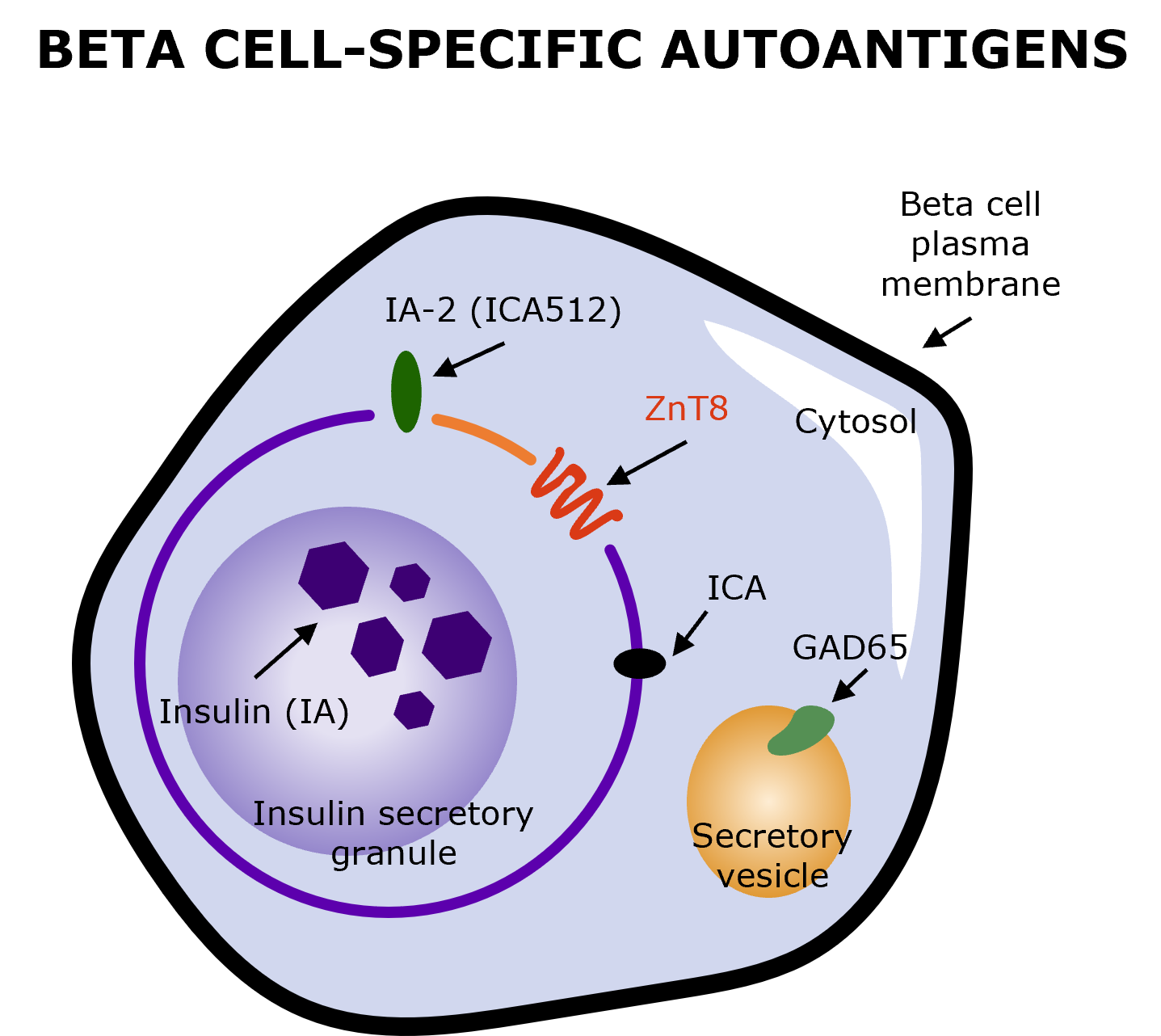Beta cell