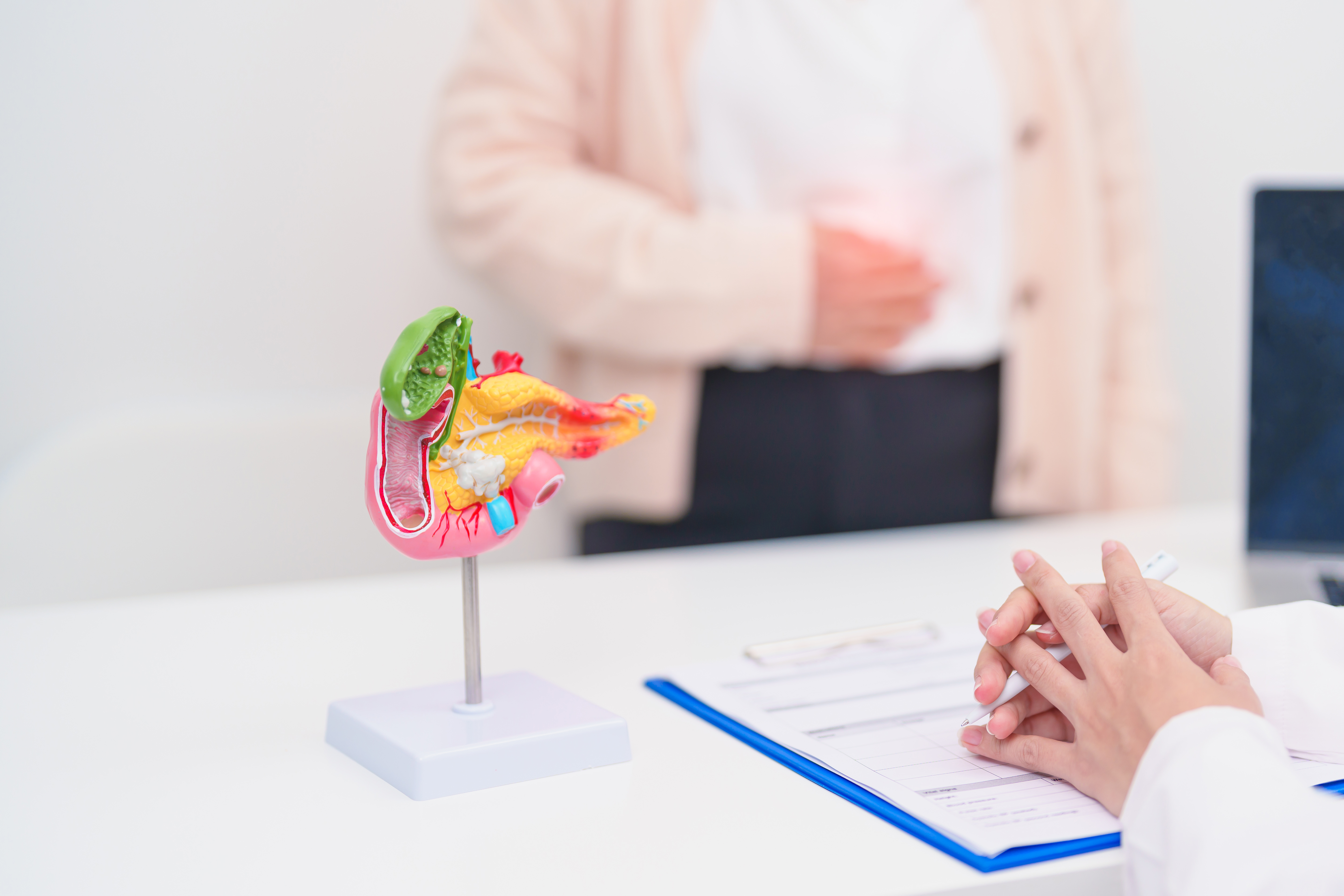 Modell eines menschlichen Verdauungssystems auf einem Tisch im Vordergrund, im Hintergrund unscharfe Person mit Hand auf dem Bauch