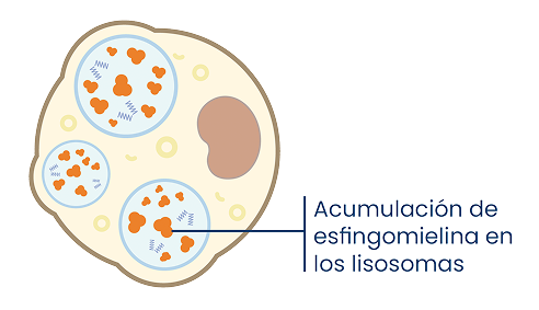 moa-1-celula-enzima-asm-insuficiente