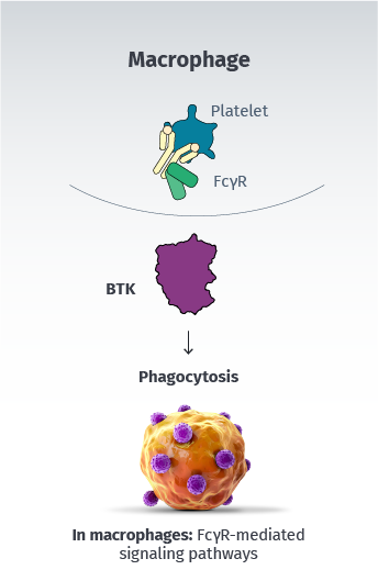 BTK plays a role in macrophage phagocytosis.