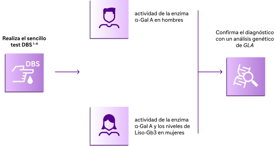 Algoritmo diagnóstico de la enfermedad de Fabry: test DBS para medir la actividad de α-Gal A en hombres y α-Gal A junto con Liso-Gb3 en mujeres, confirmado con análisis genético de GLA
