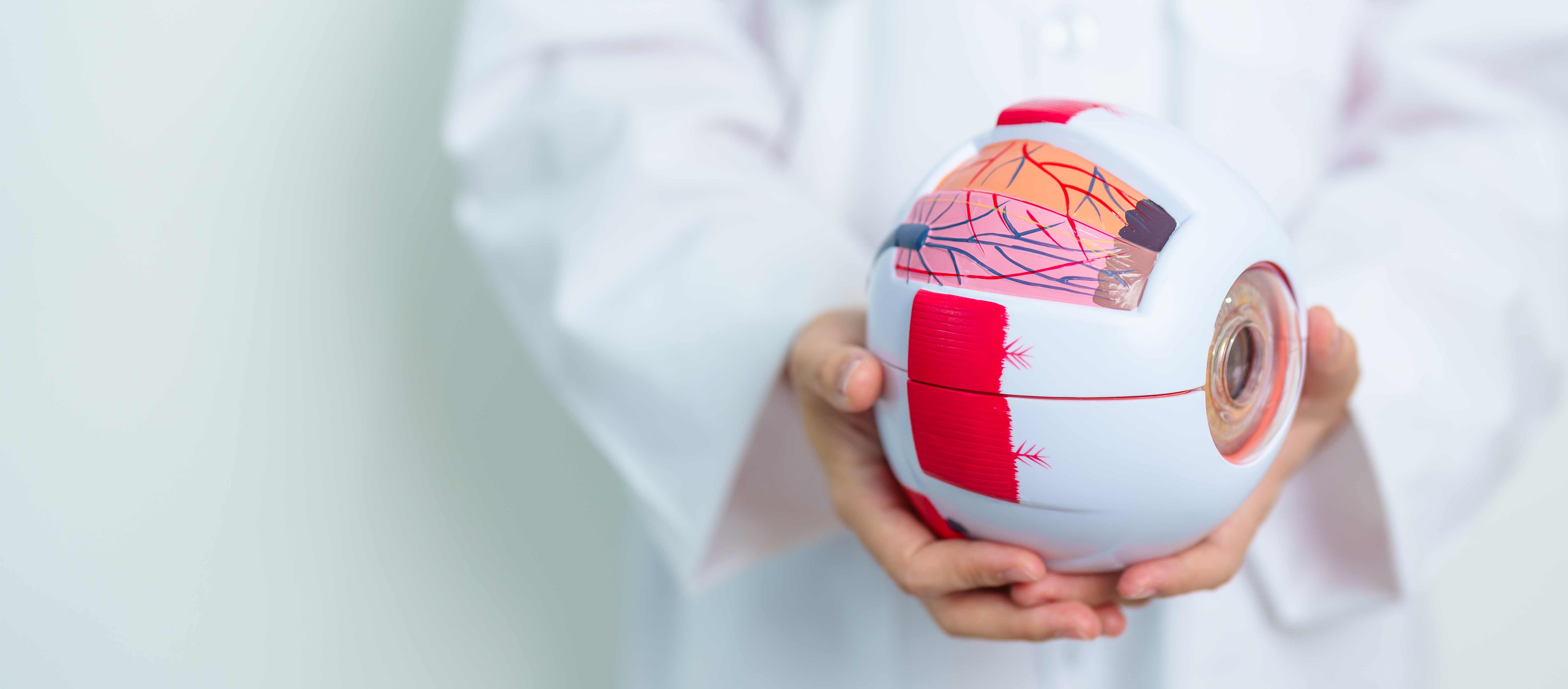 Person in weißem Kittel hält ein großes Modell eines menschlichen Auges mit farbigen Markierungen