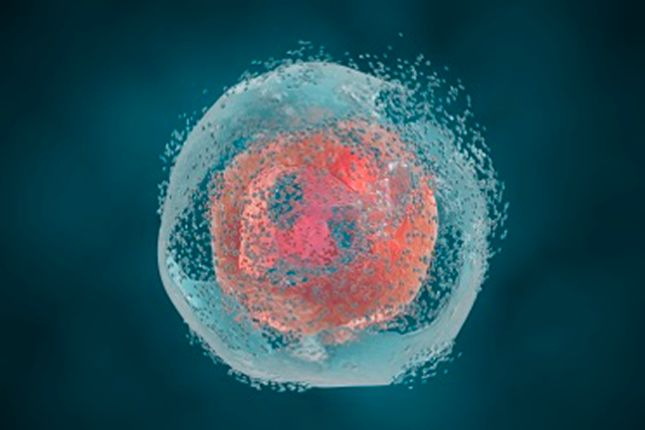 Illustration of apoptosis