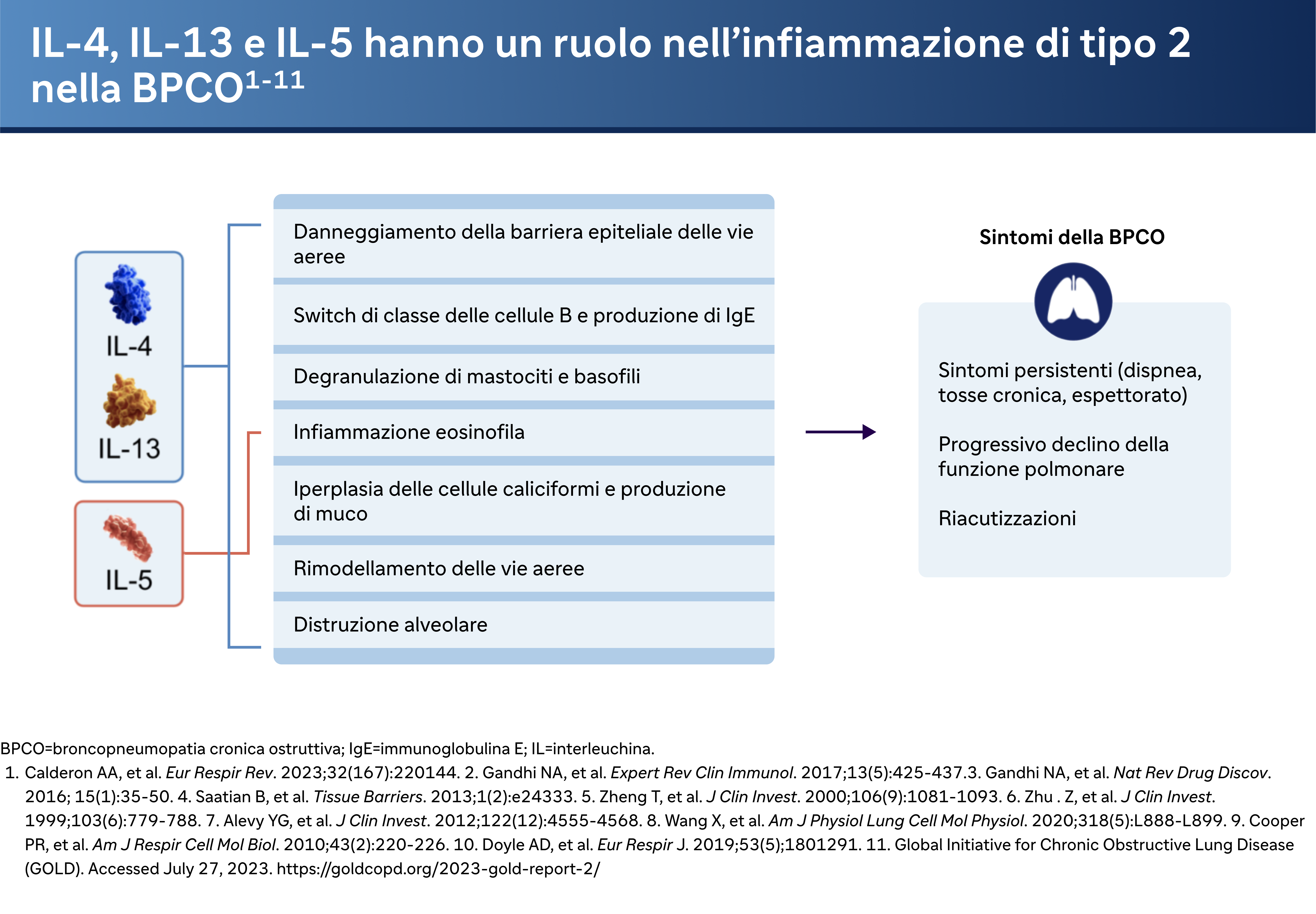 IL-4, IL-13 e IL-5 hanno un ruolo nell'infiammazione di tipo 2 nella BPCO