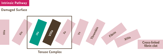 Clotting Cascade