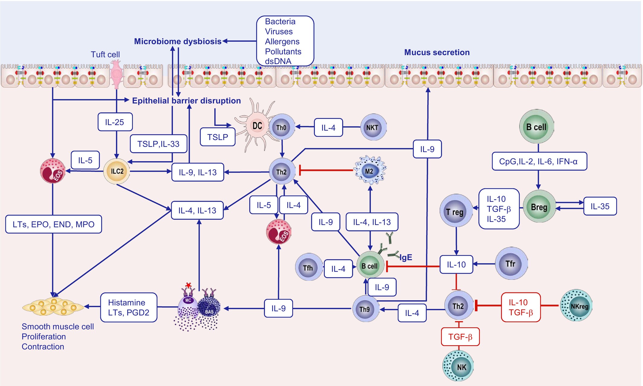 Schéma des rôles des acteurs clés dans l’inflammation de type 2.