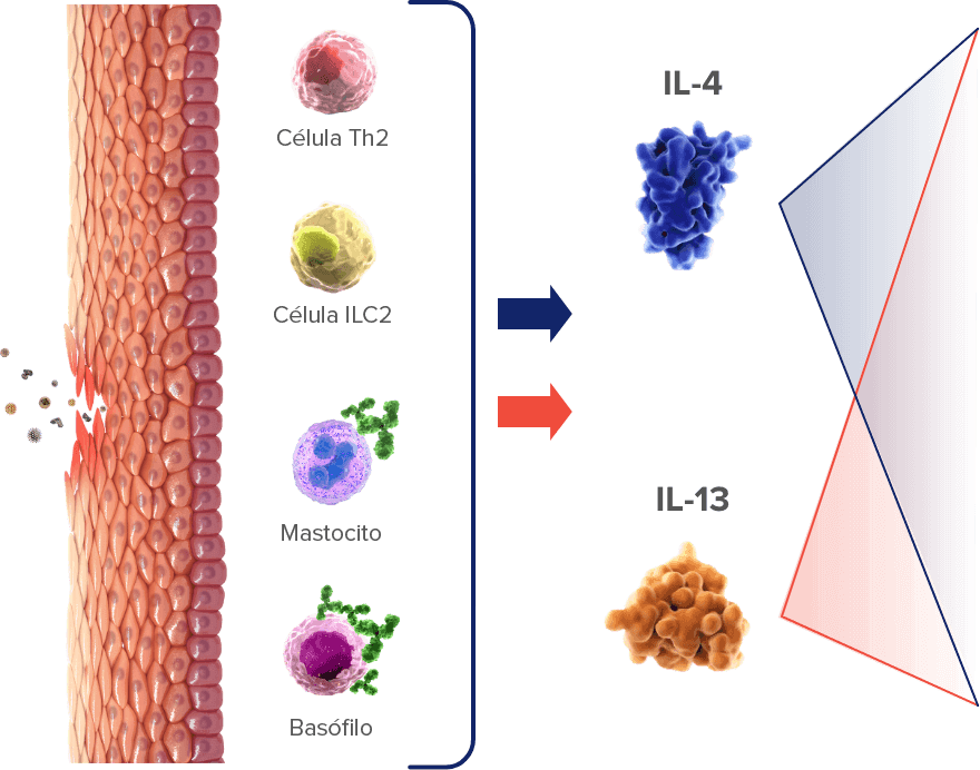 Dermatitis-Discover