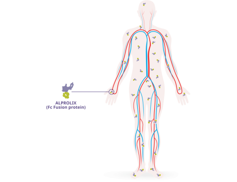 ALPROLIX molecule icon Fc fusion in a human graphic