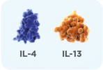 asma-identifica-mol-1